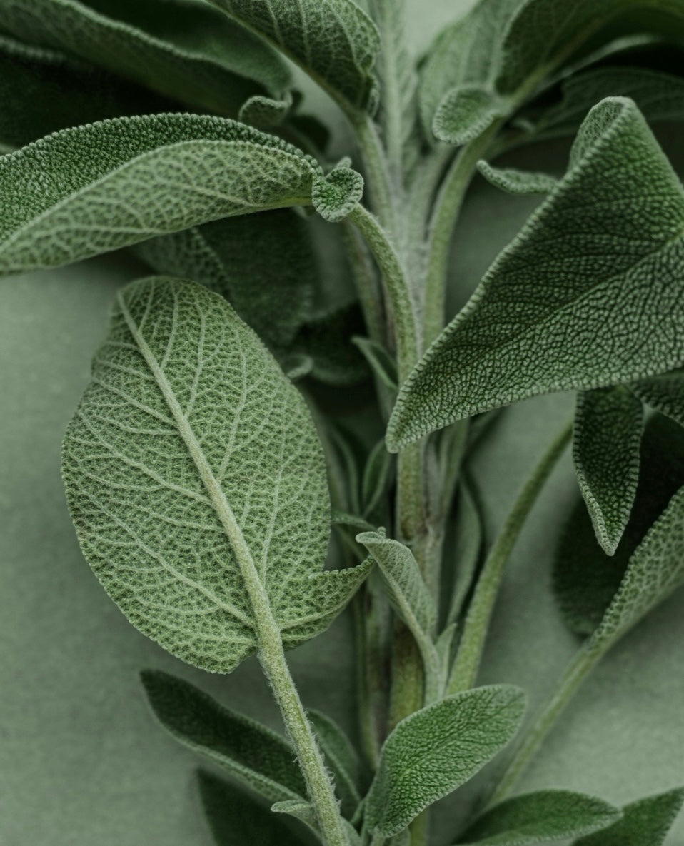 🪴Homesteader Herb Garden Workshop🪴