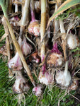 Garlic Bouquets Workshop 9/21