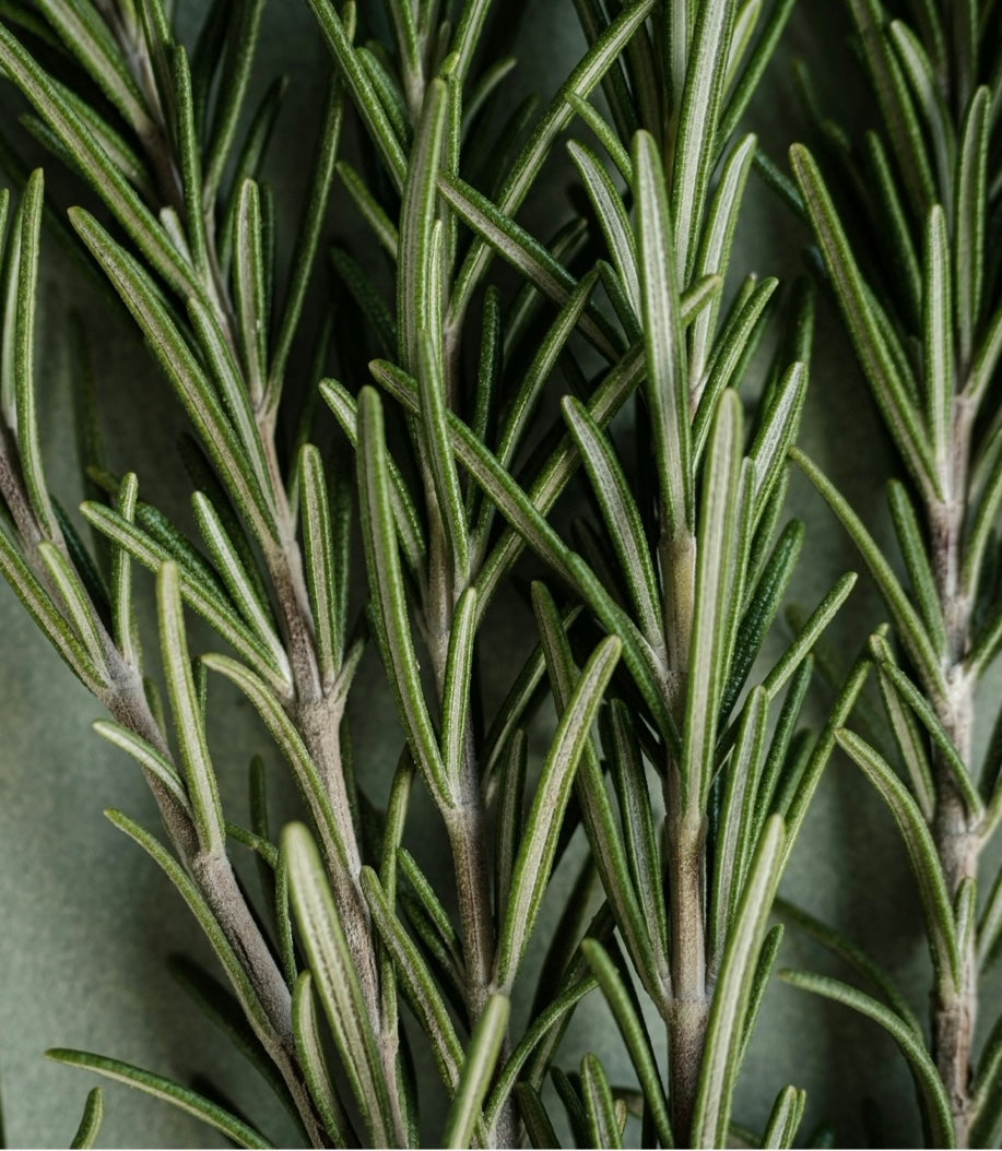 🪴Homesteader Herb Garden Workshop🪴