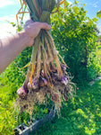 Garlic Bouquets Workshop 9/21