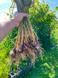 Garlic Bouquets Workshop 9/21