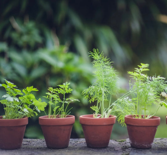 🪴Homesteader Herb Garden Workshop🪴